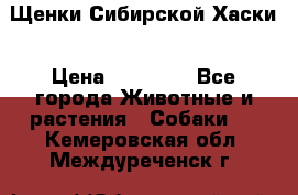 Щенки Сибирской Хаски › Цена ­ 20 000 - Все города Животные и растения » Собаки   . Кемеровская обл.,Междуреченск г.